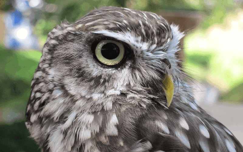 little owl