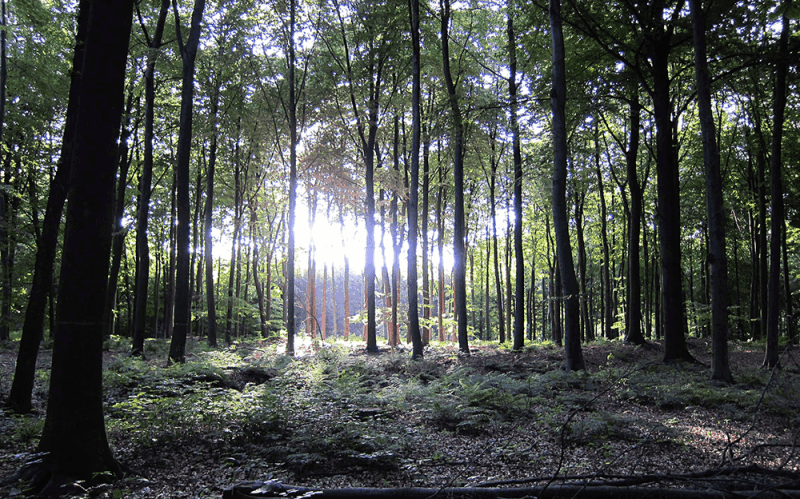 nature woods