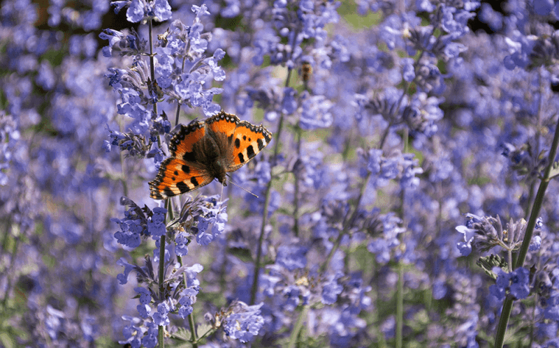 butterfly